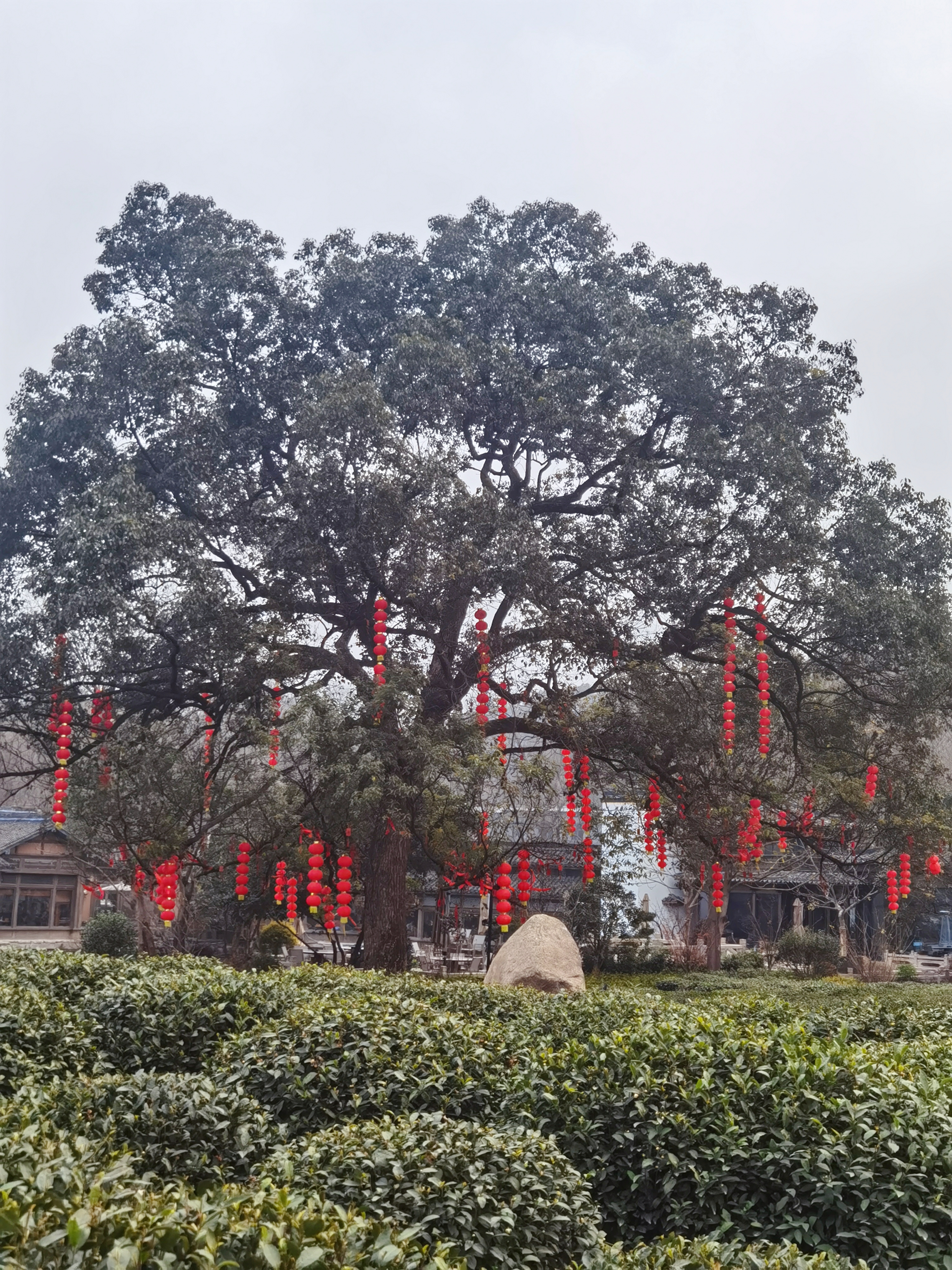 年味-吴悦